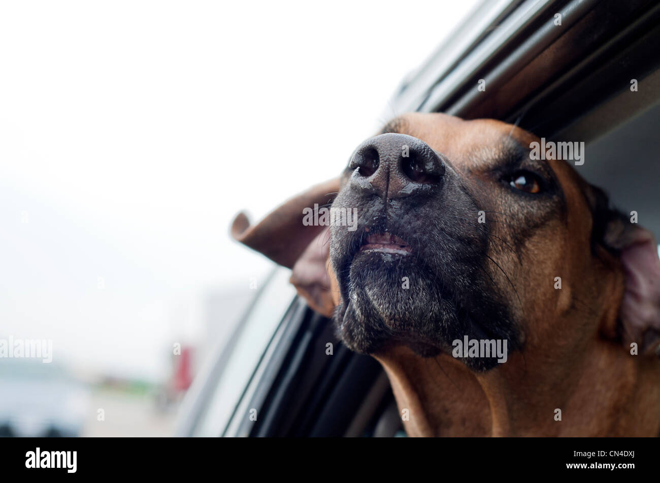 Dog travelling in car Stock Photo Alamy