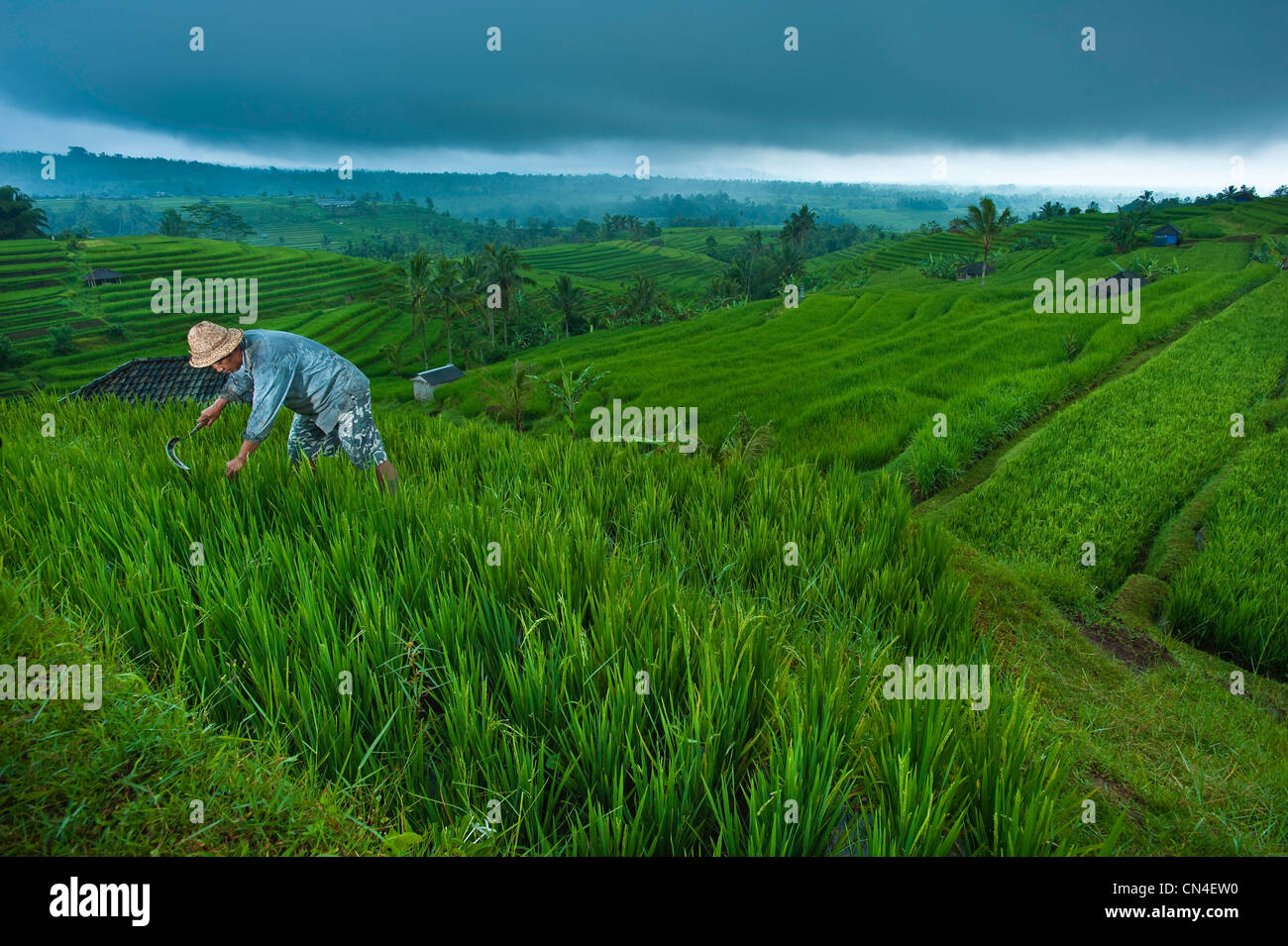 Indonesia, Bali Island, Jatiluwih village, Nyoman Suwi works in his ricefields Stock Photo