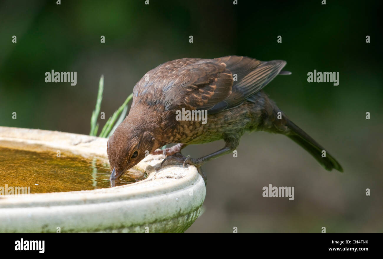 Young blackbird drinking from birdbath. Hastings garden, Sussex, UK Stock Photo