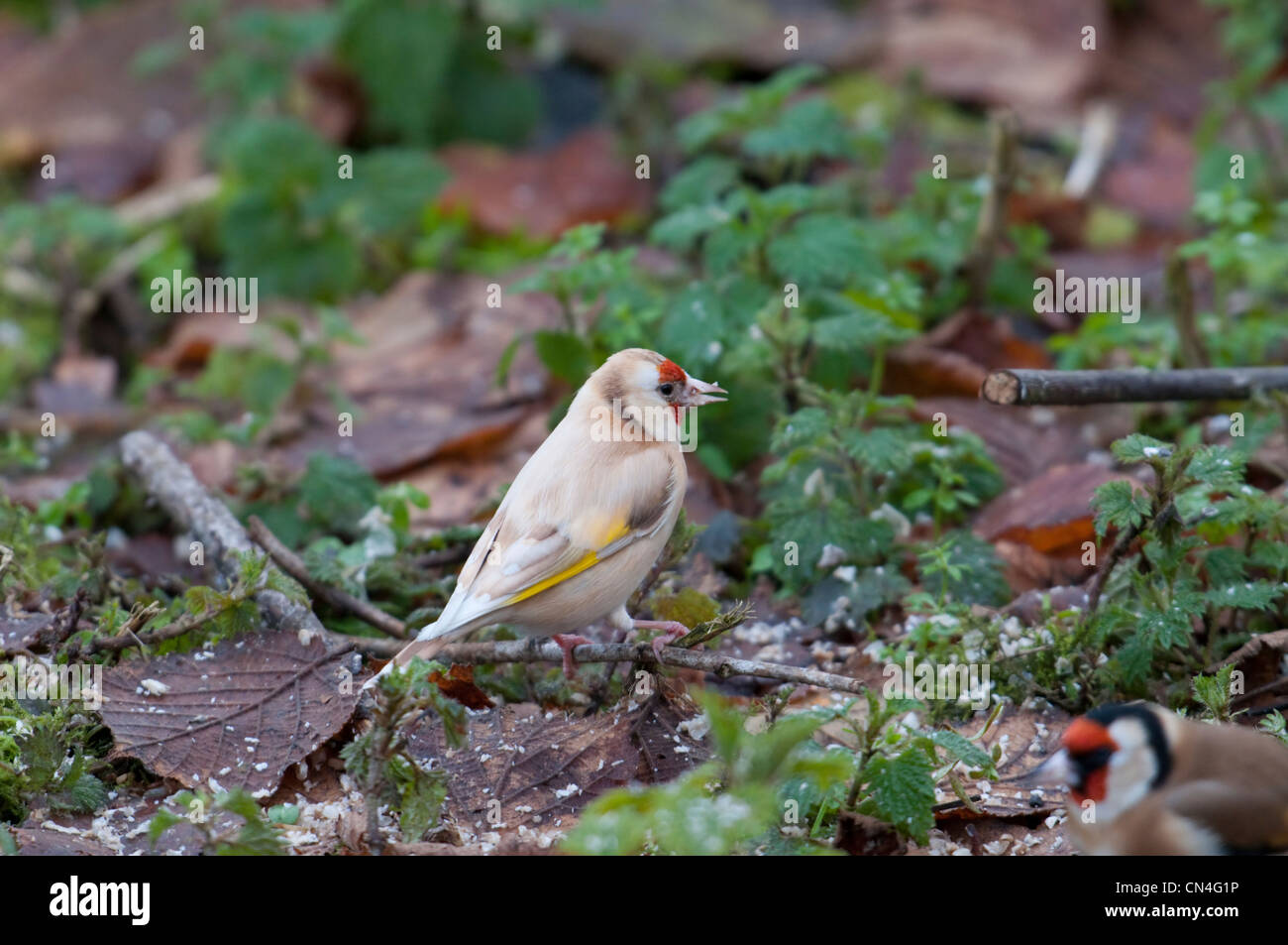 Goldfinch showing signs on leucism which affects pigment in feathers. Salehurst, Sussex, UK Stock Photo