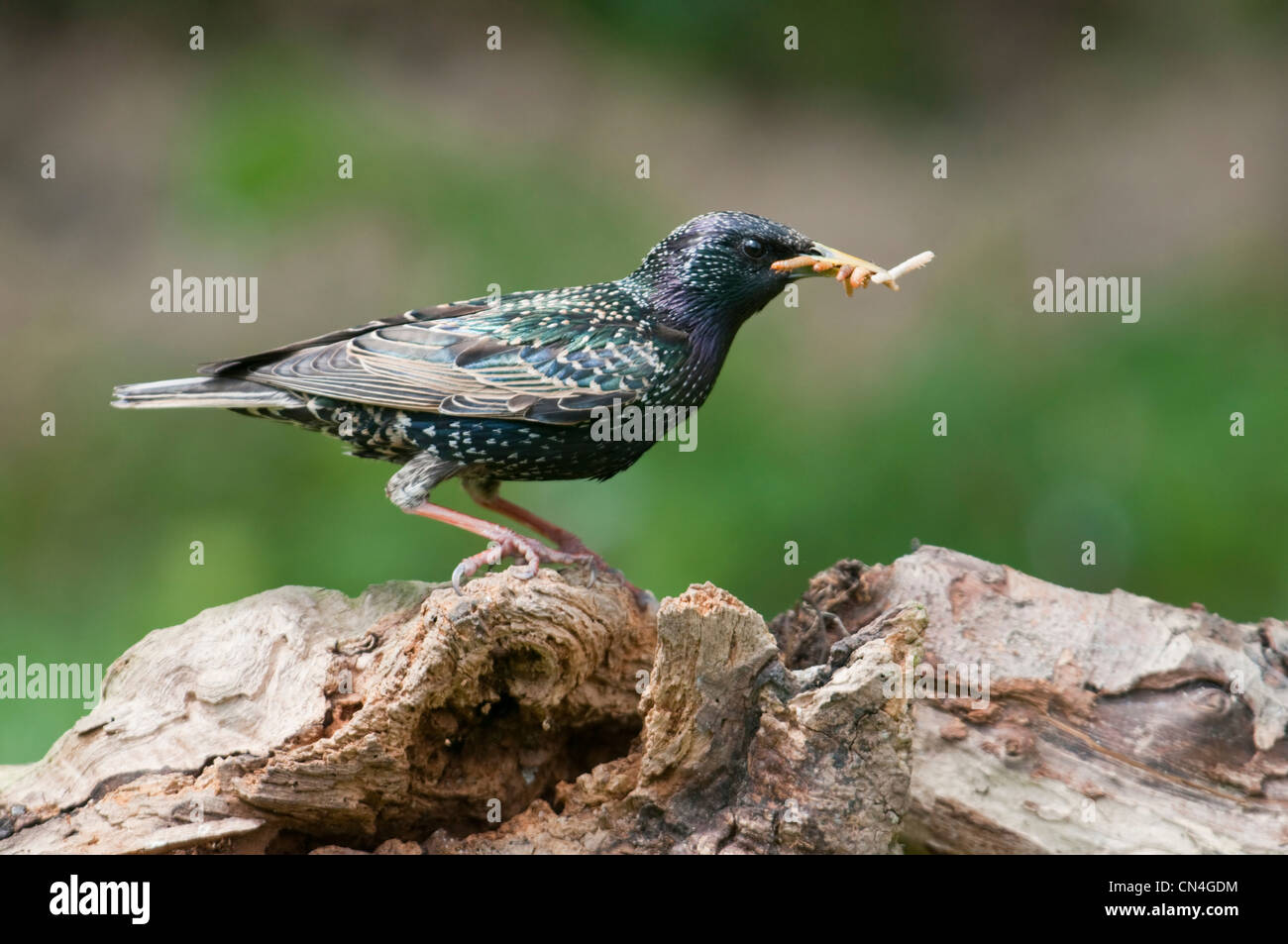 Starling Sternus vulgaris with beak full of meal worms Stock Photo
