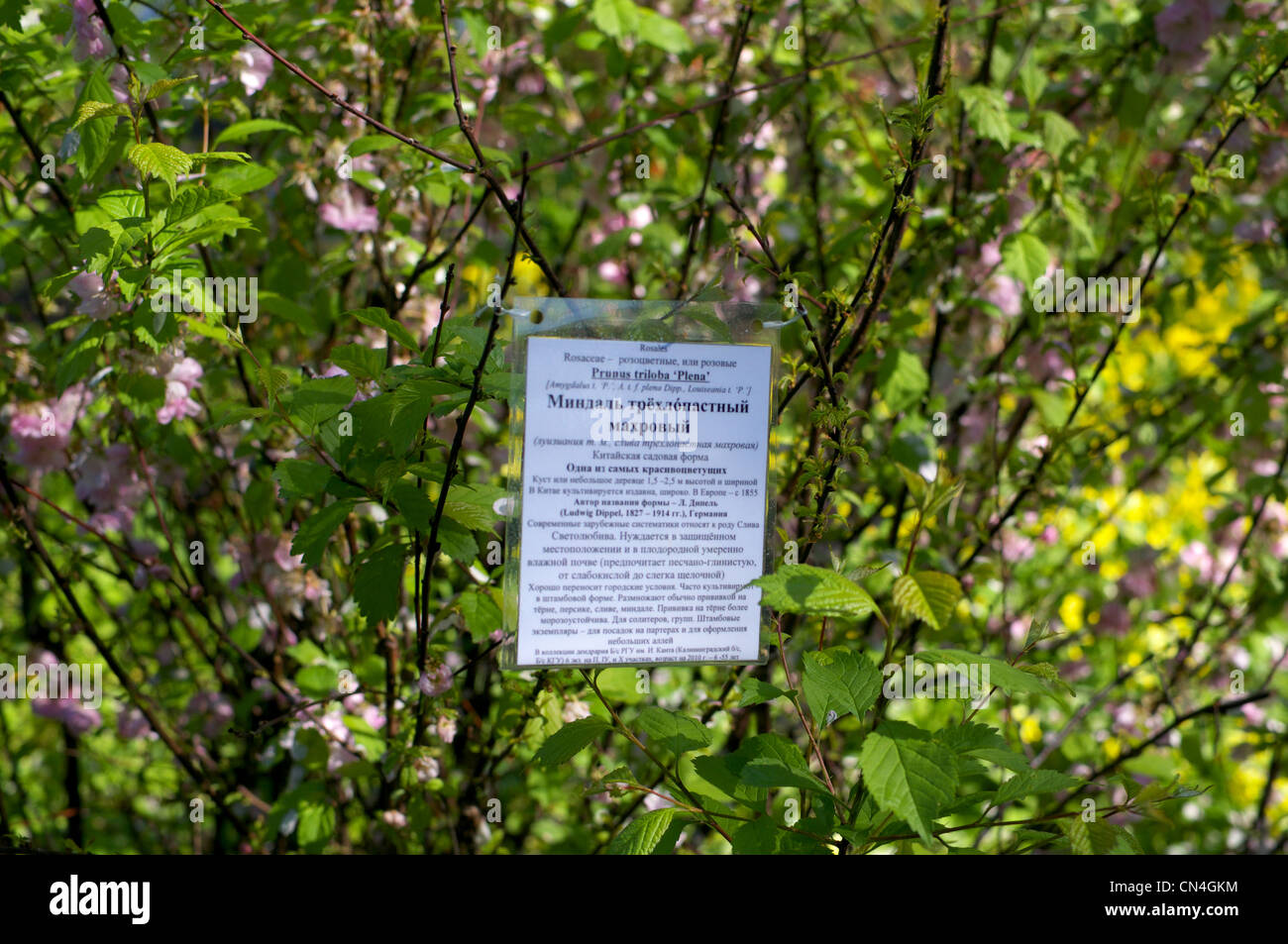 Flowering Prunus triloba plena at Kaliningrad botanical garden Stock Photo