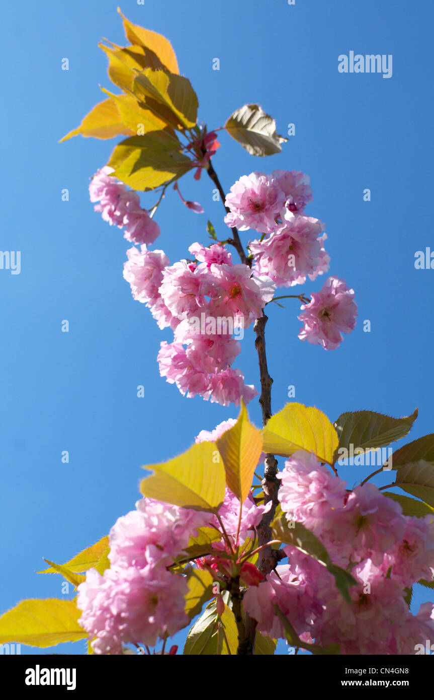 Flowering cherry tree Prunus Amanogawa at Kaliningrad botanical garden