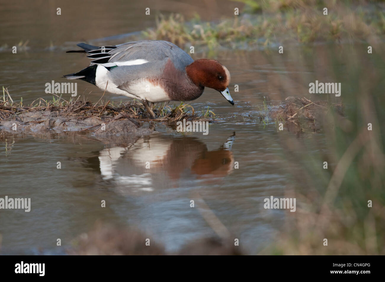 Wigeon feeding, reflected in water Stock Photo