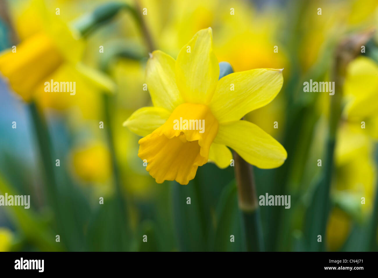 daffodils shallow depth of field springtime Stock Photo