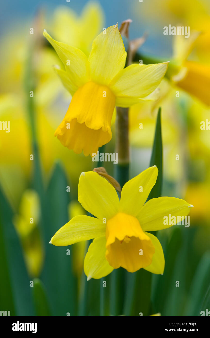 daffodils shallow depth of field springtime Stock Photo