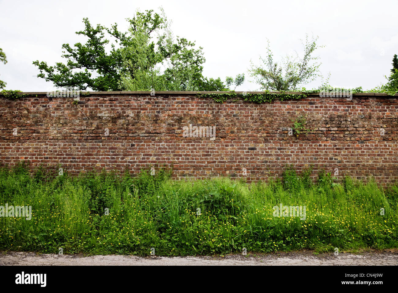 Brick wall and plants Stock Photo
