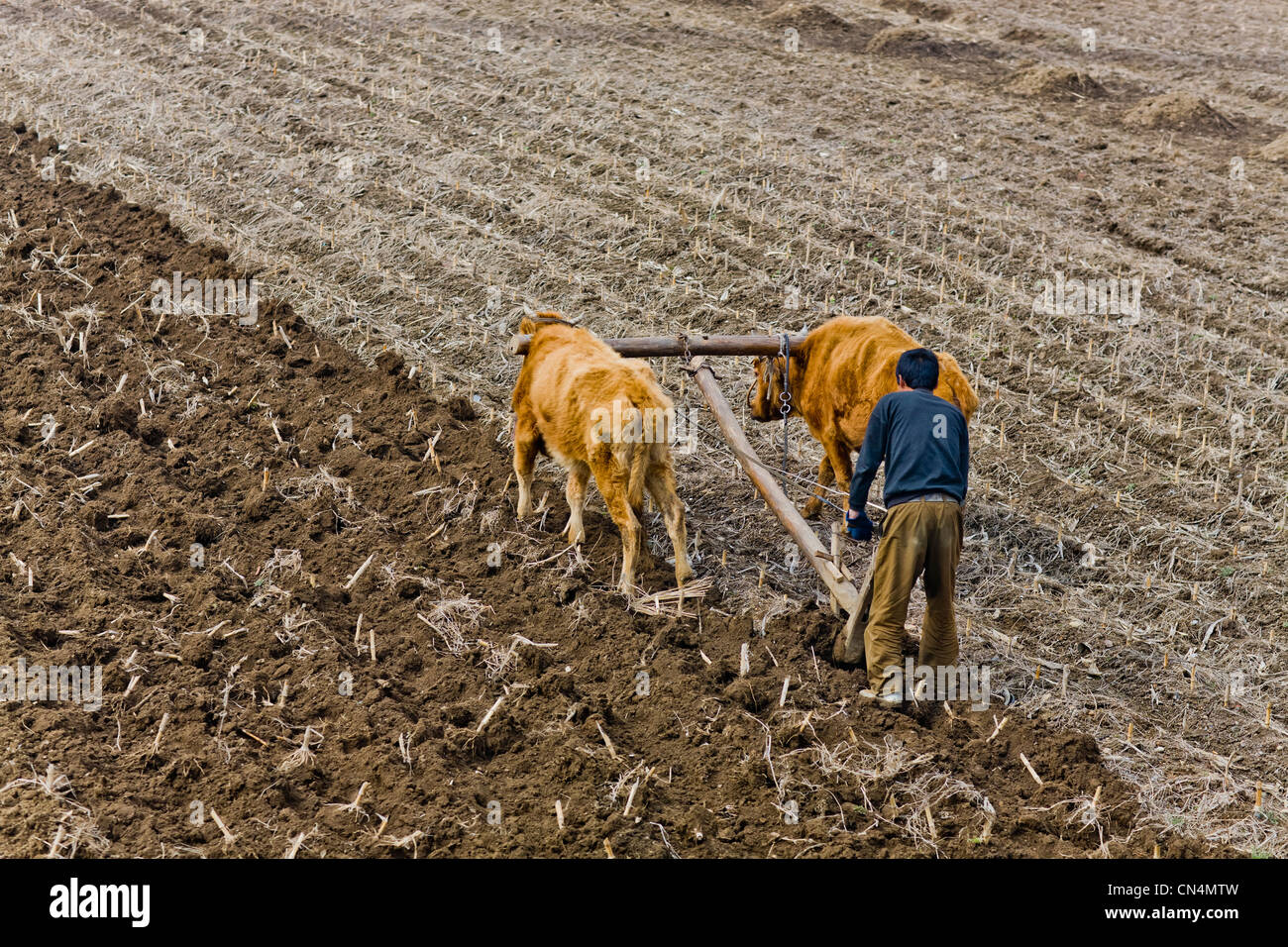 North Korea, South Pyongan province, peasant ploughing the fields Stock Photo