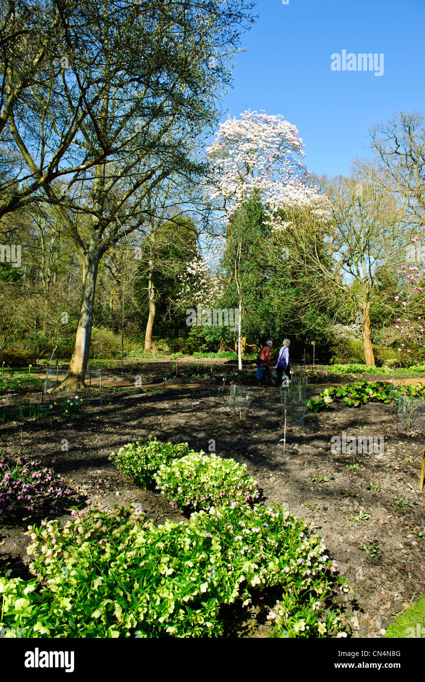 Saville Gardens,Daffodils,Narcissus,Magnolia Trees,Windsor Great Park
