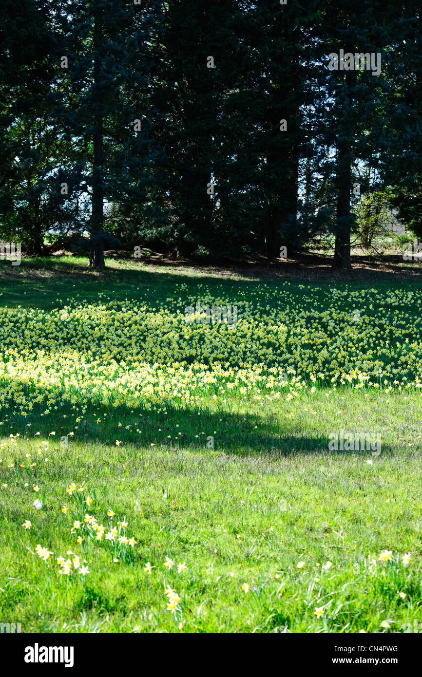 Saville Gardens,Daffodils,Narcissus,Magnolia Trees,Windsor Great Park