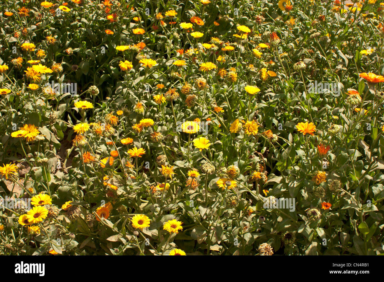Field of yellow flowers inside the Garden of 5 Senses. This was a large bed and looked real beautiful, with a few red animals Stock Photo