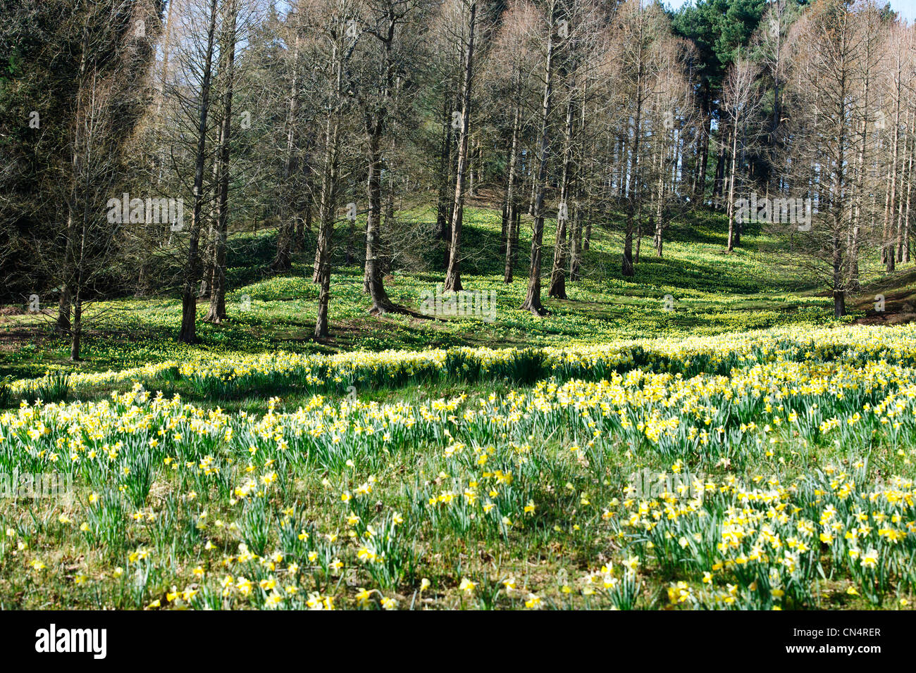 Windsor Great Park,Spring Dwarf Daffodils,Valley Gardens,The Crown