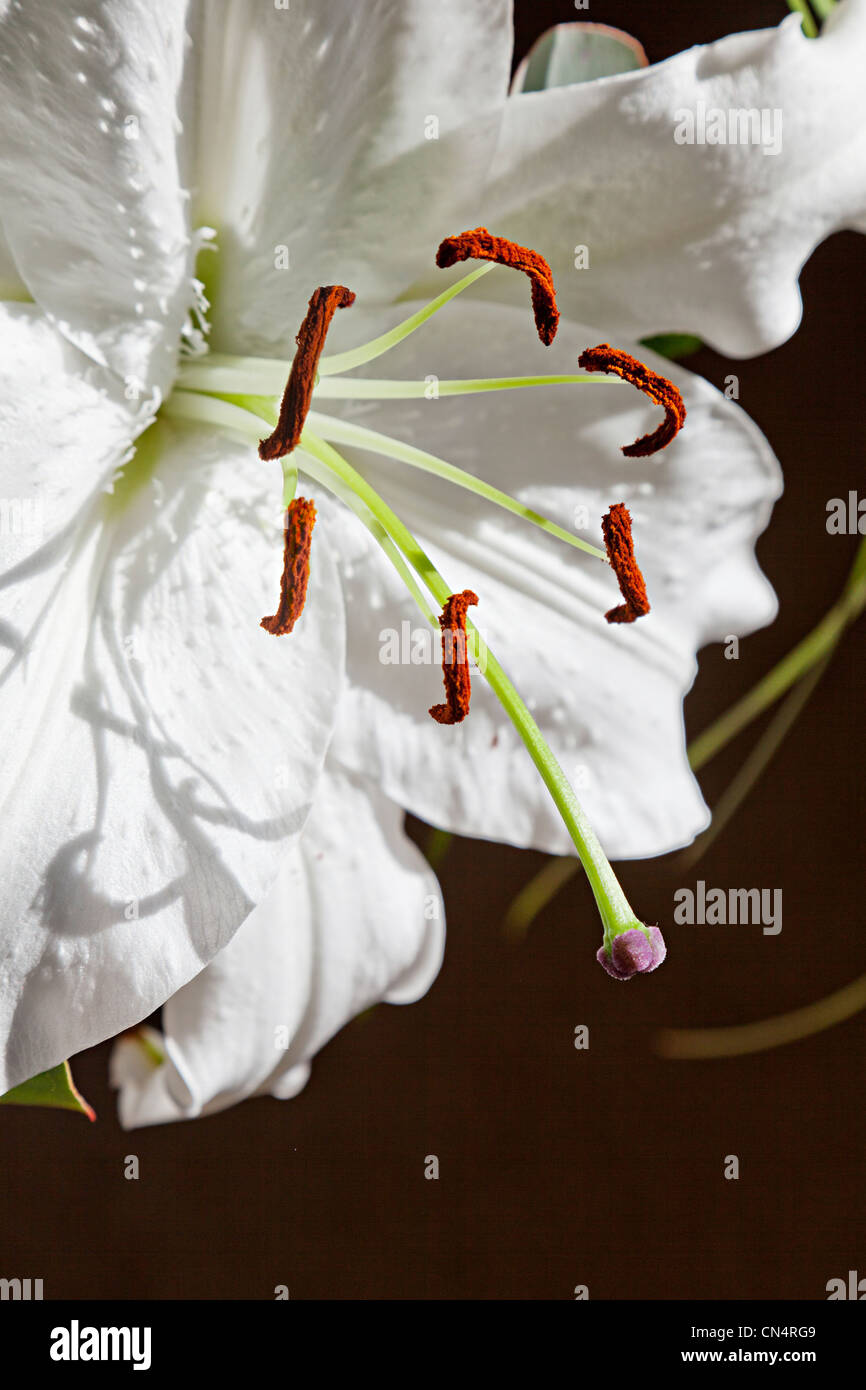 White lilly flower showing close up of stamen and anthers, UK Stock Photo
