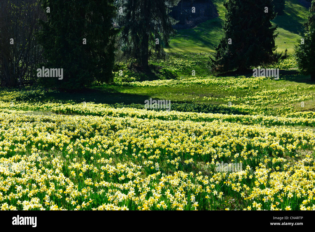 Windsor Great Park,Spring Dwarf Daffodils,Valley Gardens,The Crown Estate, Virginia Water