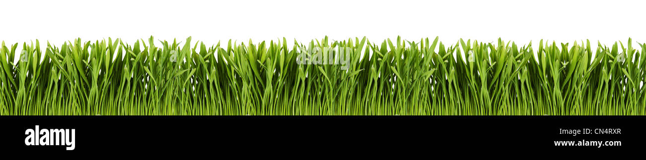 Green grass panorama isolated on white background Stock Photo - Alamy