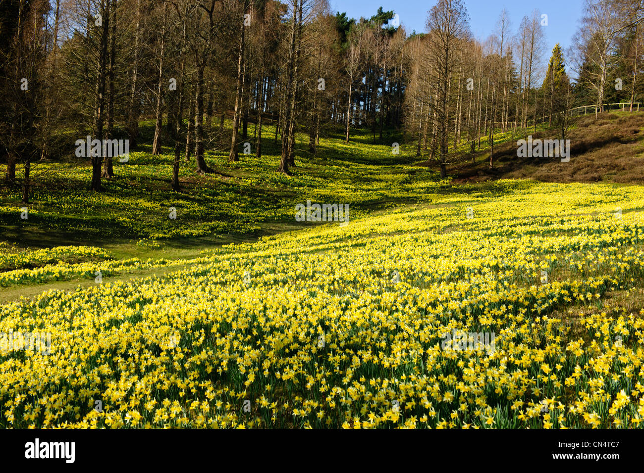 Windsor Great Park,Spring Dwarf Daffodils,Valley Gardens,The Crown