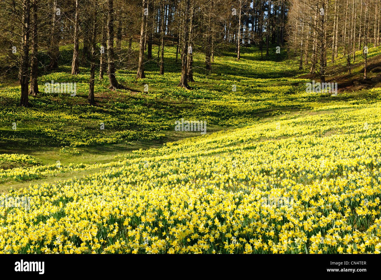 Windsor Great Park,Spring Dwarf Daffodils,Valley Gardens,The Crown