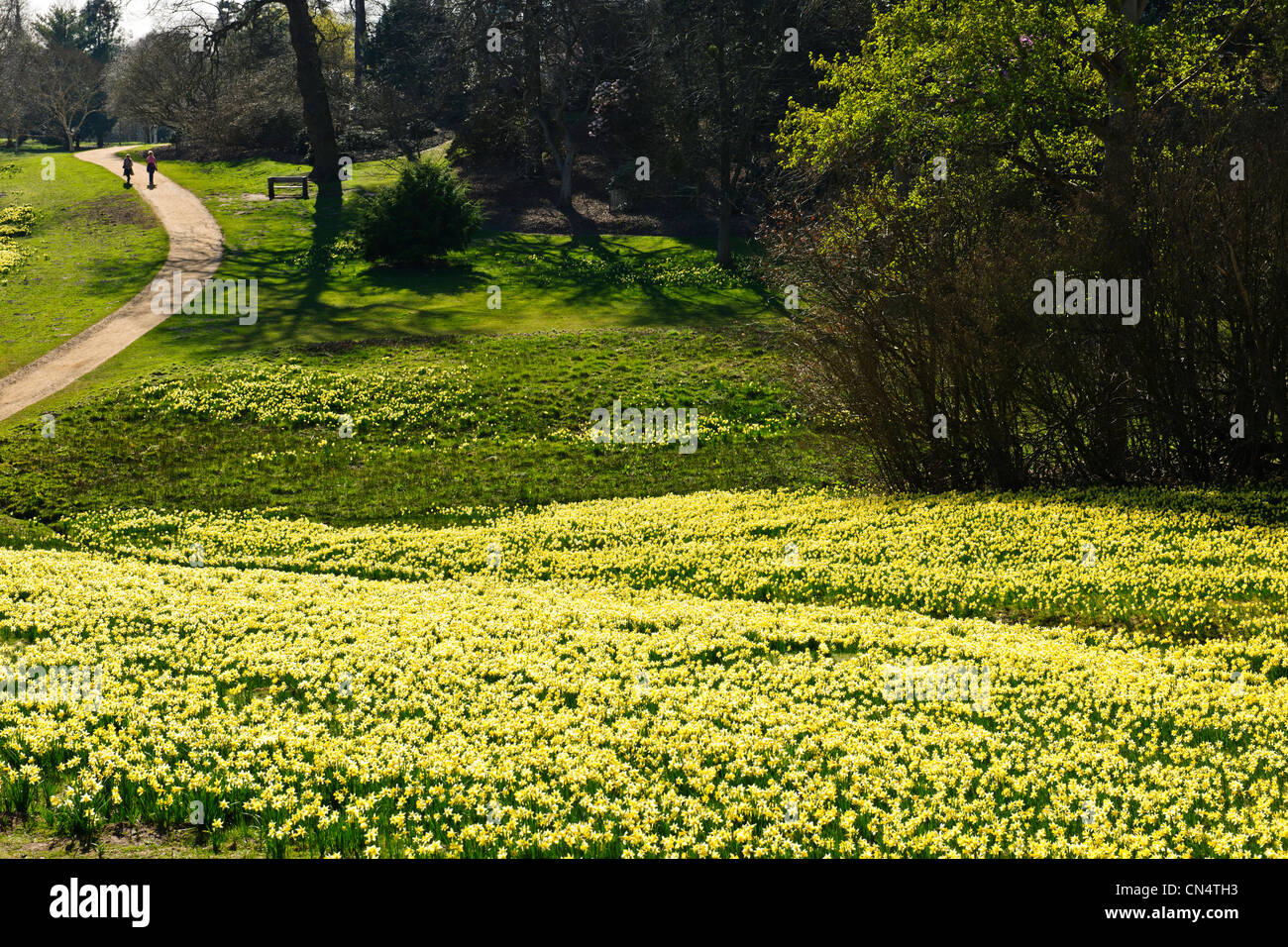 Windsor Great Park,Spring Dwarf Daffodils,Valley Gardens,The Crown Estate, Virginia Water