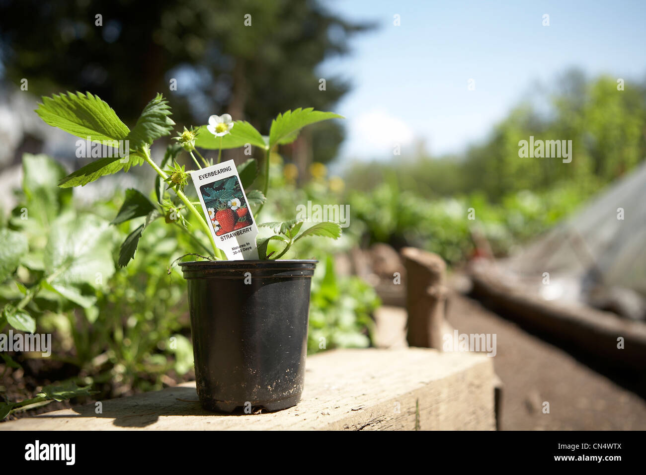 Strawberry Plant in a Community Garden, Vancouver, British Columbia