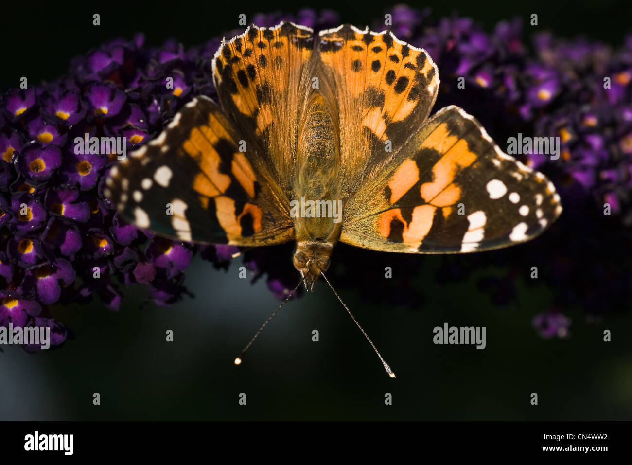 Painted lady drinking nectar from flowers of butterfly bush on summer day Stock Photo
