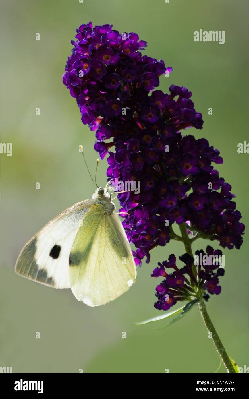Butterfly Large white with backlight on Butterfly bush flowers in summer Stock Photo