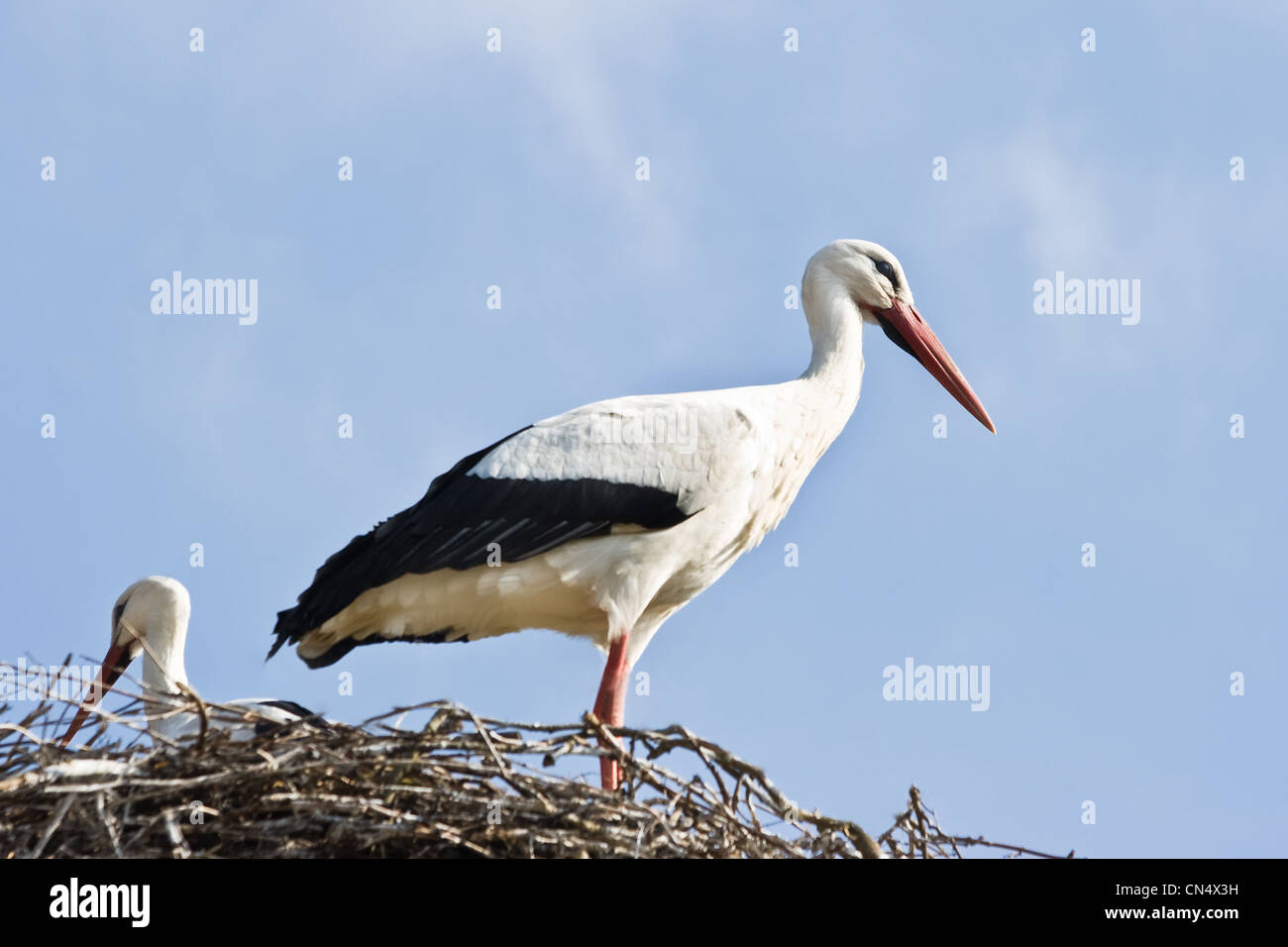 European white storks  or Ciconia ciconia building their nest in spring Stock Photo