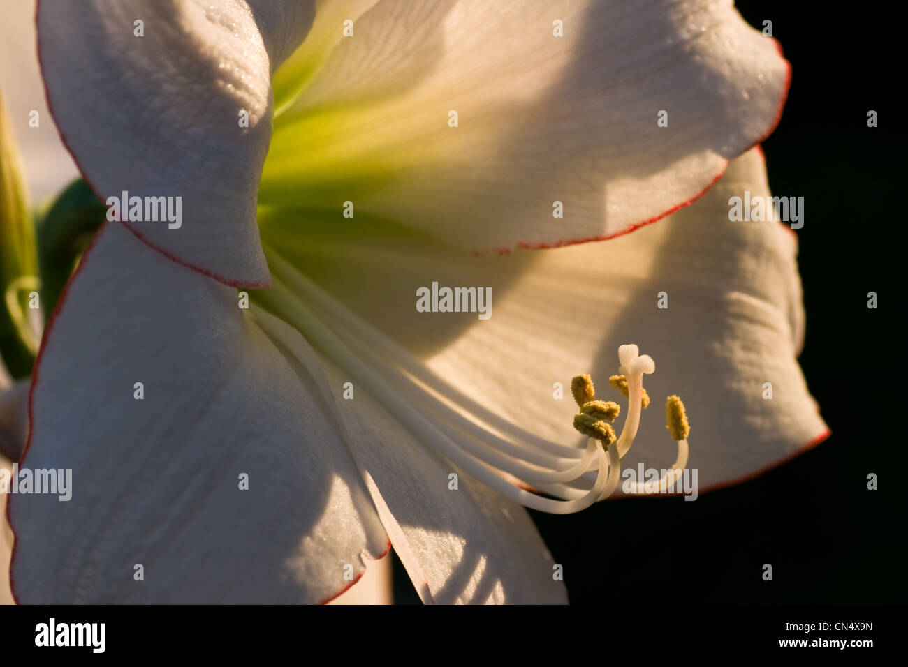 Amaryllis Picotee macro image in evening sunshine Stock Photo
