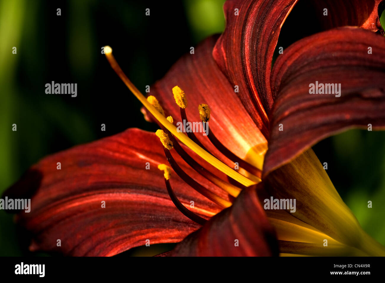 Dark red daylily bllooming on summer day in close view Stock Photo