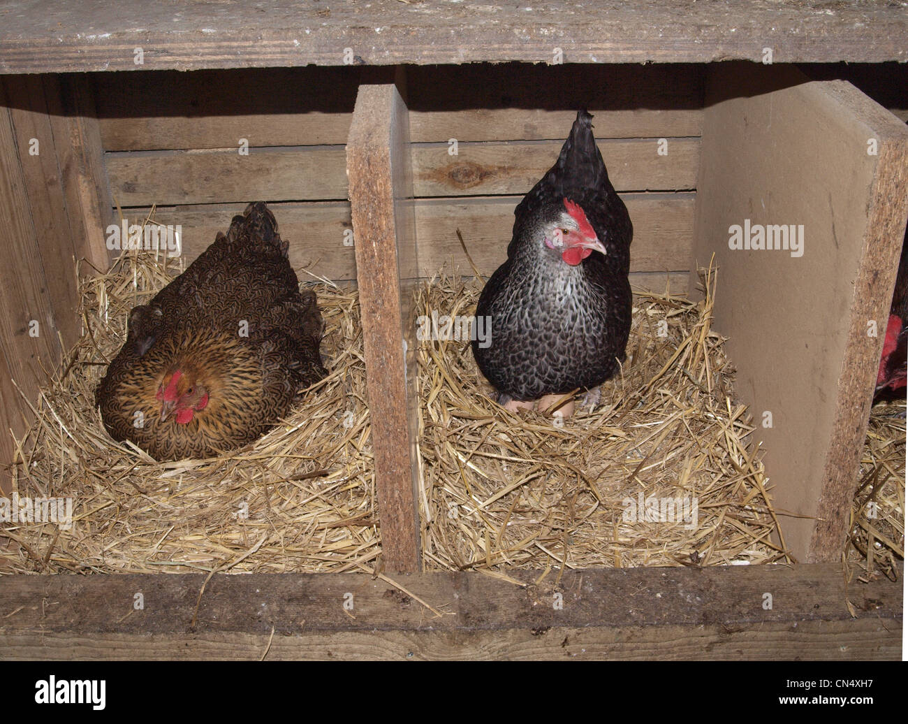 Partridge Wyandotte and Speckledy chickens in nest box. UK Stock Photo Alamy