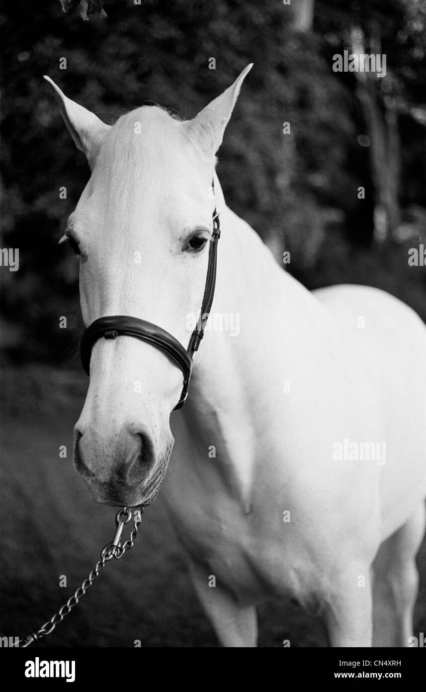 Black and white photograph of a white horse Stock Photo