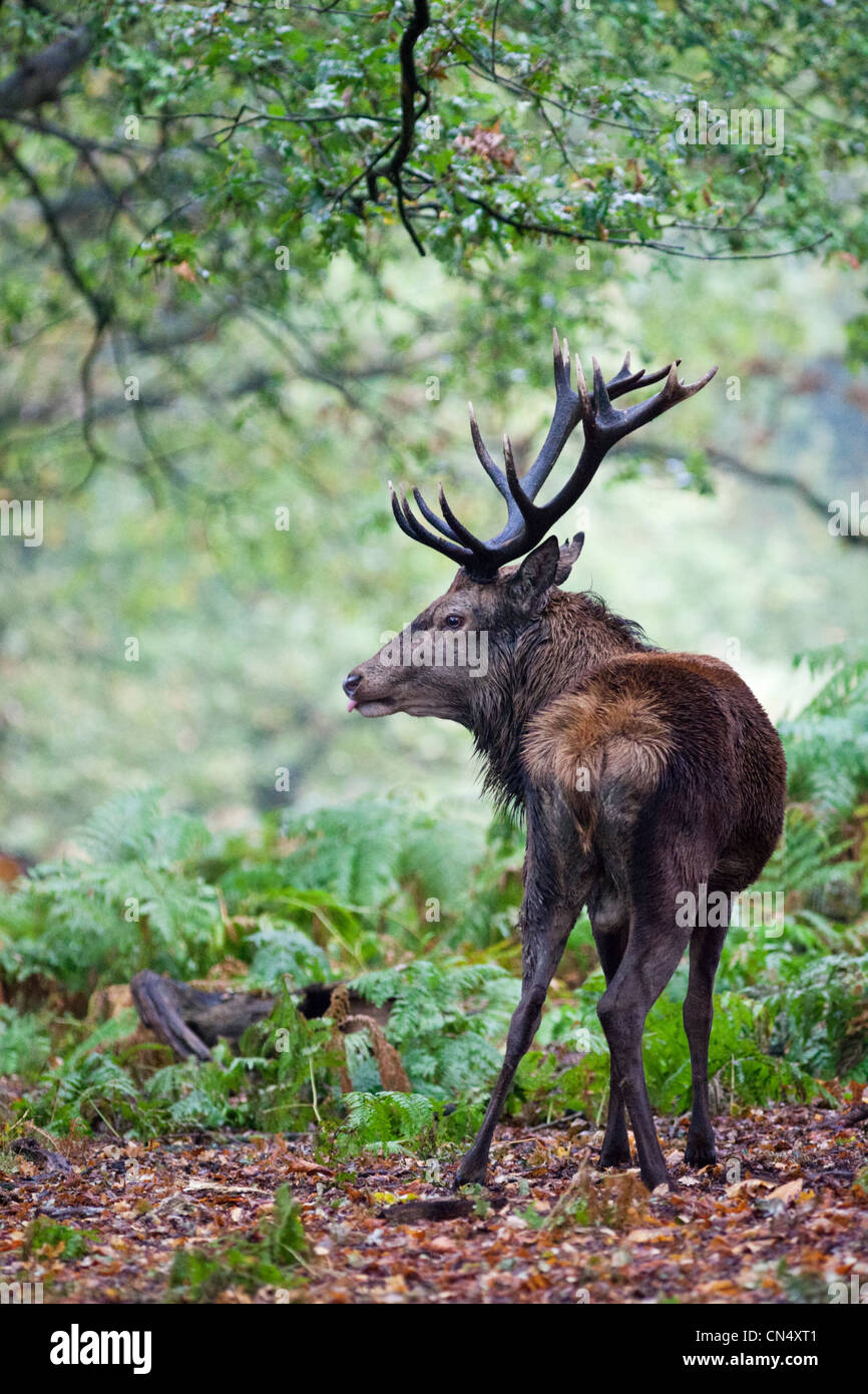 Red Deer stag - Cervus Elaphus - portrait in forest, UK Stock Photo