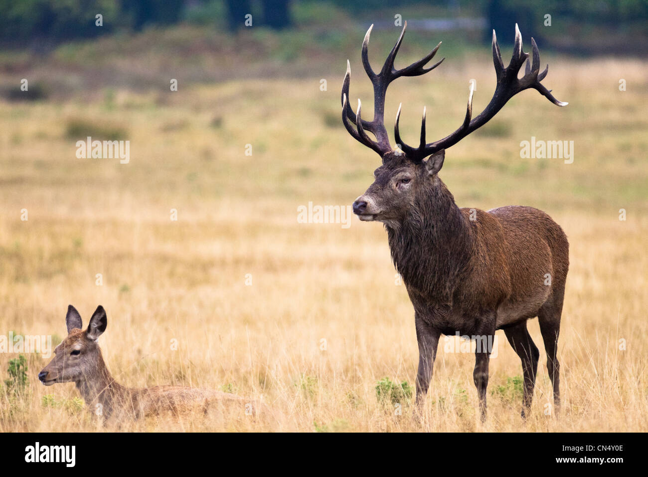 Red Deer - Cervus Elaphus - stag and hind in Richmond Park, UK Stock Photo