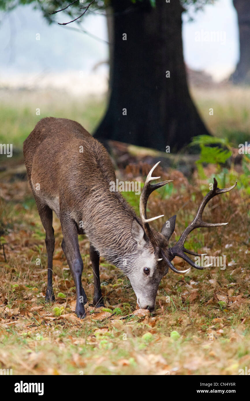 Red Deer stag - Cervus Elaphus, Richmond Park, UK Stock Photo