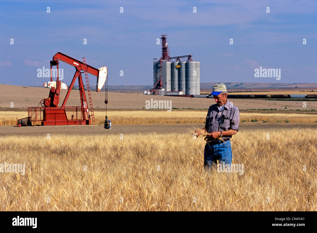 Senior Man in Durum Wheat Field with Pumpjack and Grain Terminal in the background, Gull Lake, Saskatchewan Stock Photo