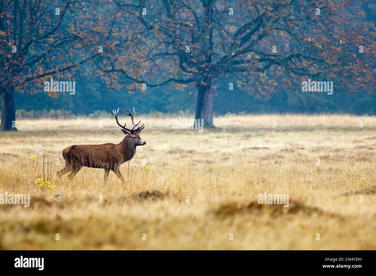 Red Deer - Cervus Elaphus - stag portrait in Richmond Park, UK Stock Photo