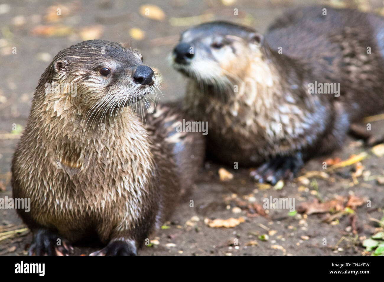 North American River Otter portrait - Lontra canadensis Stock Photo