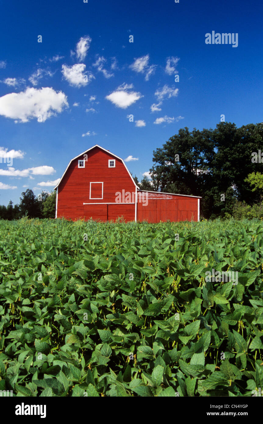 Soybean Field and Red Barn near Anola, Manitoba Stock Photo