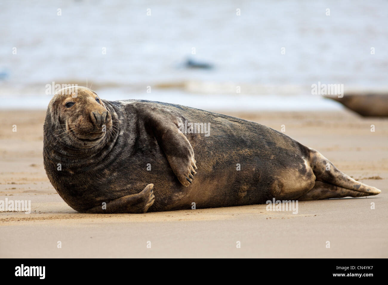Grey Seal - Halichoerus grypus, on the beach at Donna Nook, UK Stock Photo
