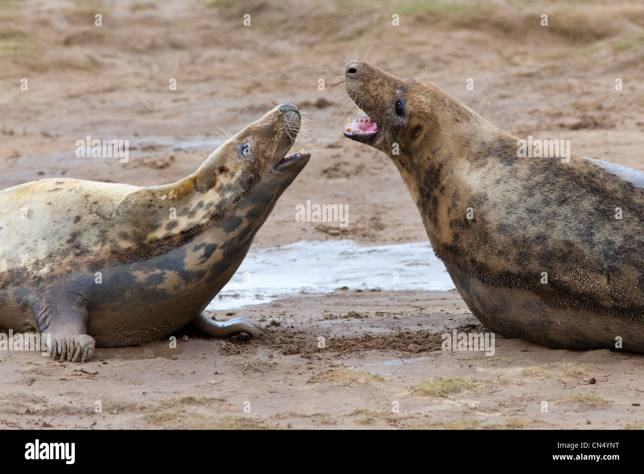 Grey Seals - Halichoerus grypus - fighting, Donna Nook, UK Stock Photo