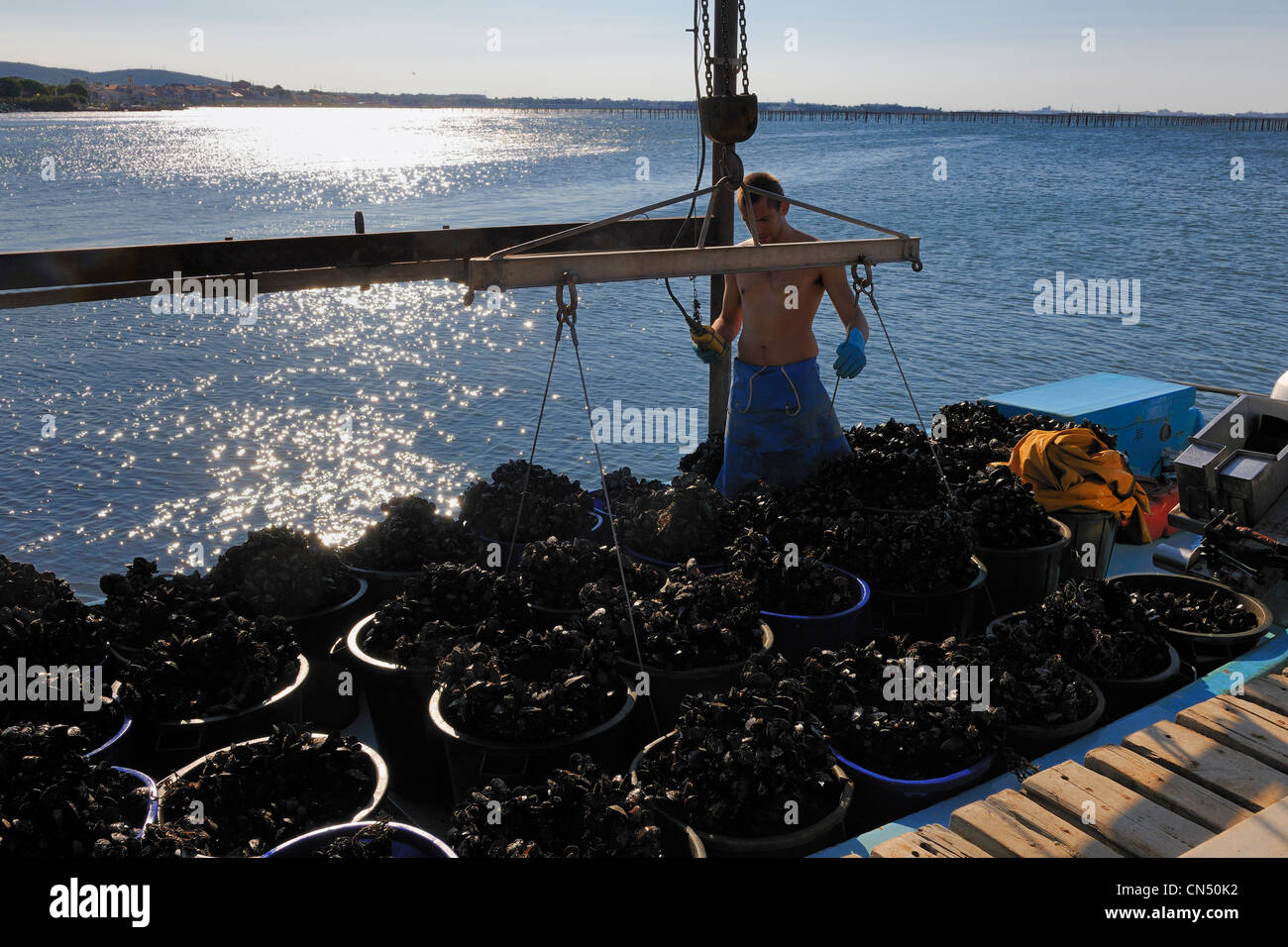 France, Herault, Bouzigues, Bassin de Thau, oyster and mussels farm from the Benezech family at the Place called La Catonniere, Stock Photo