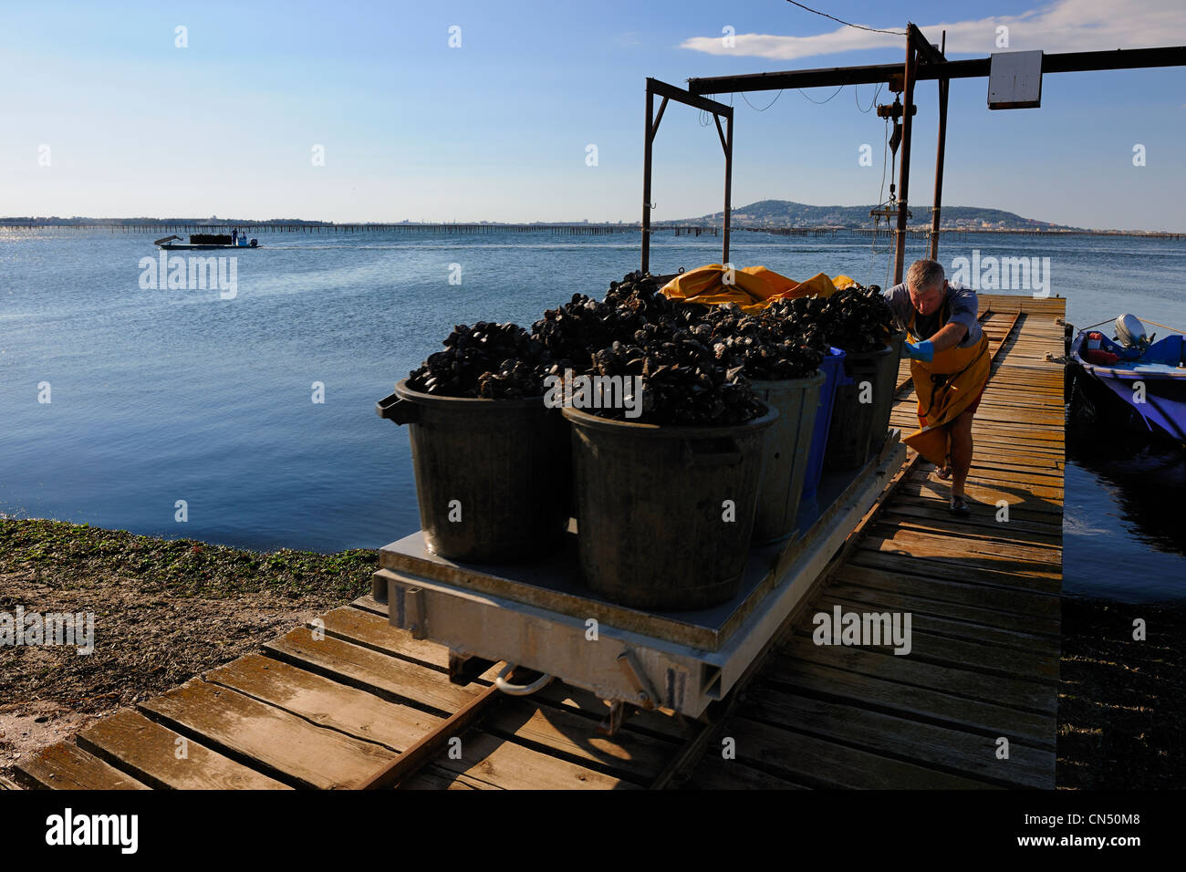 France, Herault, Bouzigues, Bassin de Thau, oyster and mussels farm from the Benezech family at the Place called La Catonniere Stock Photo