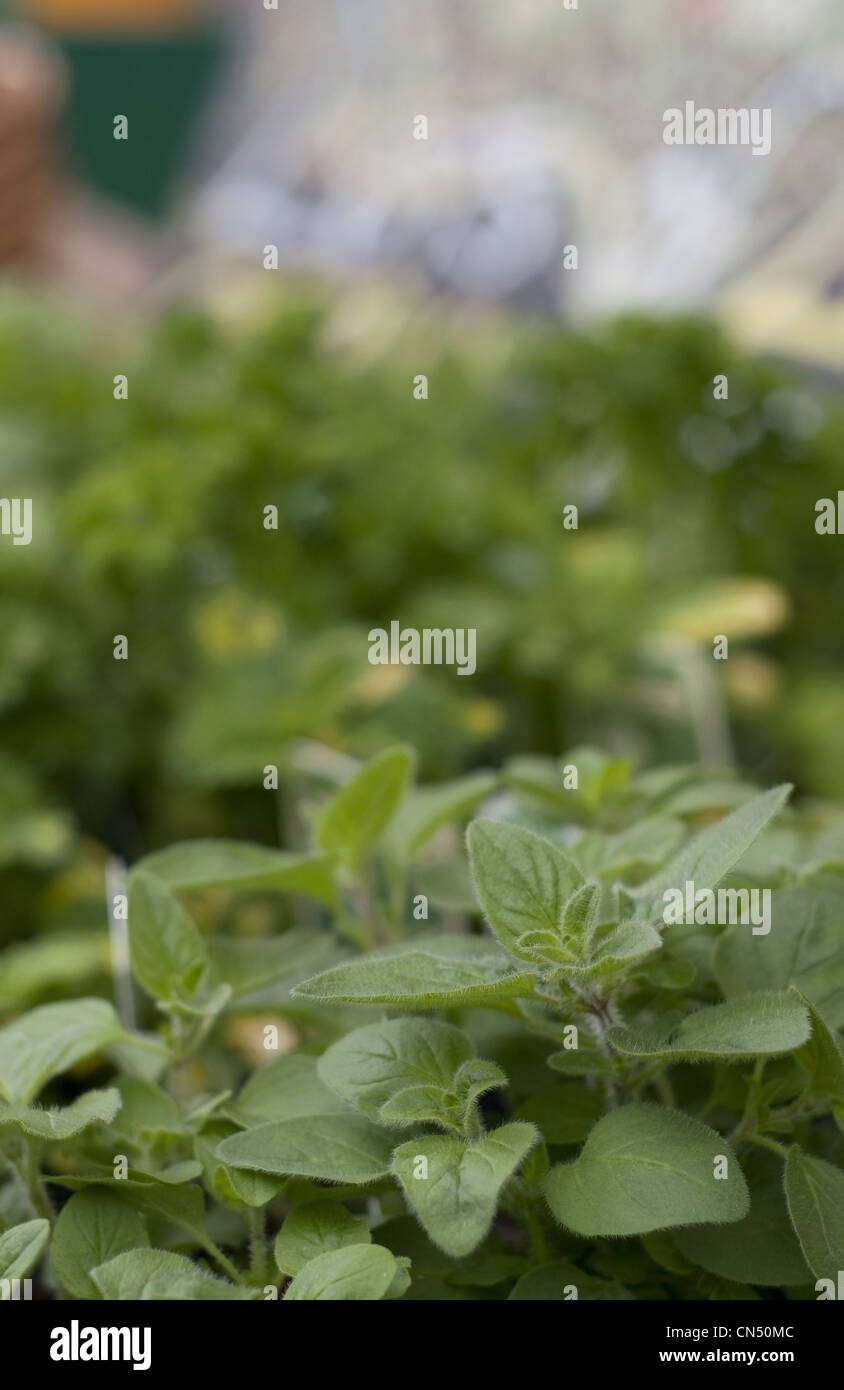 Fresh growing herbs on sale at a wholefoods store. Stock Photo