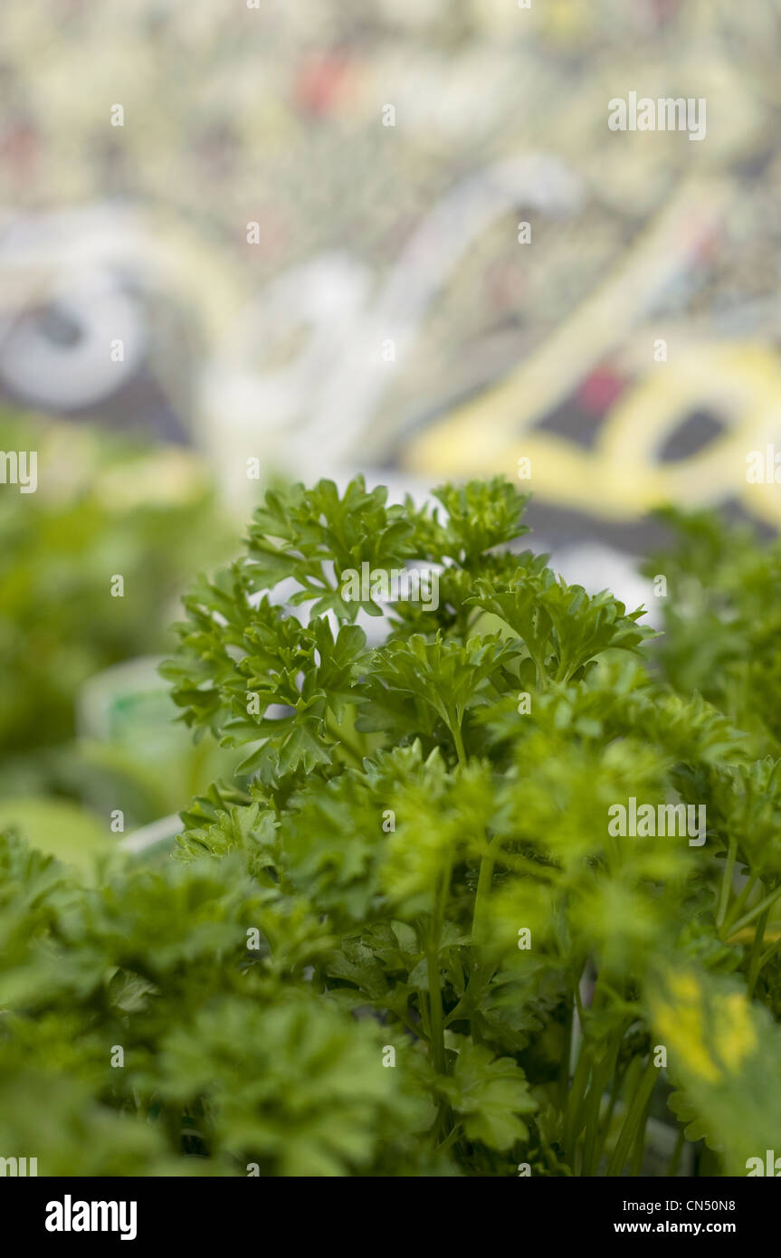 Fresh growing herbs on sale at a wholefoods store. Stock Photo