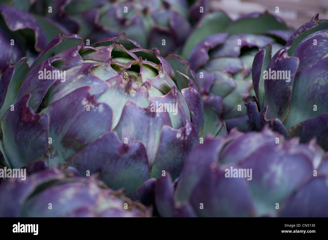 Spiky delicious tasty group many full hires stock photography and