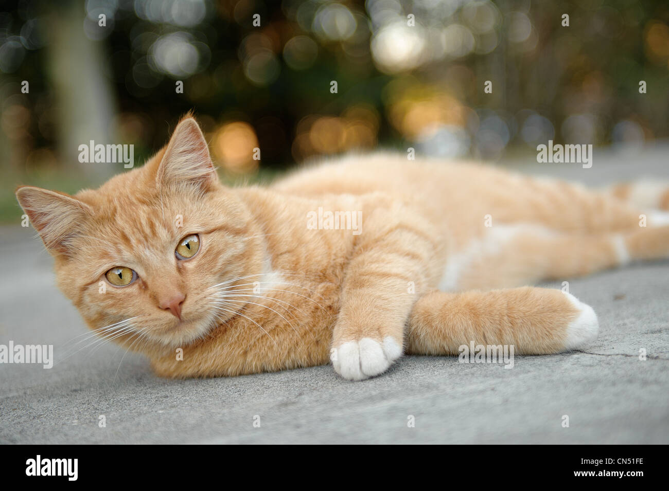 Orange tabby cat laying on ground outside looking at camera Stock Photo ...