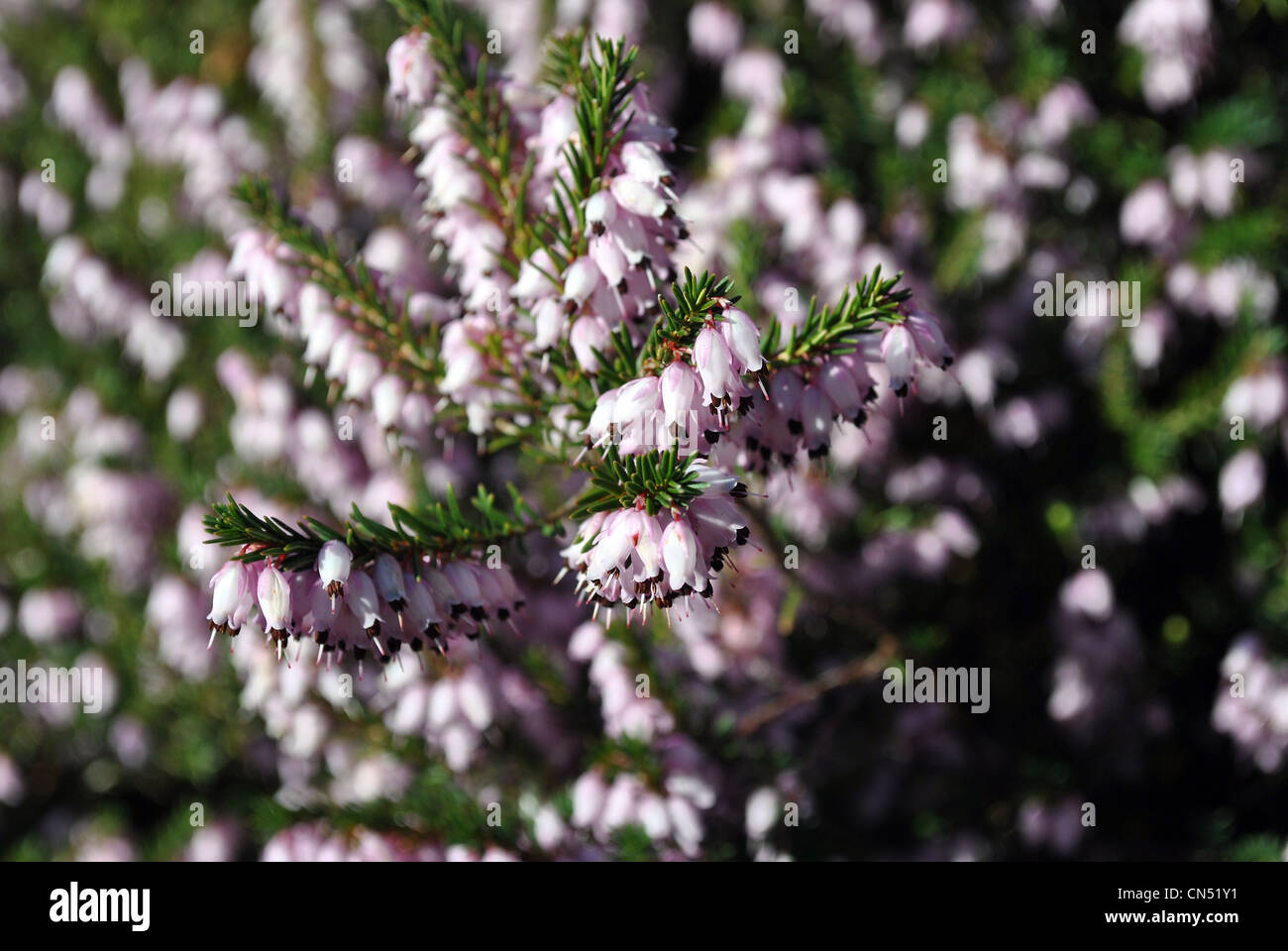 close up purple flowering heather, calluna vulgaris Stock Photo
