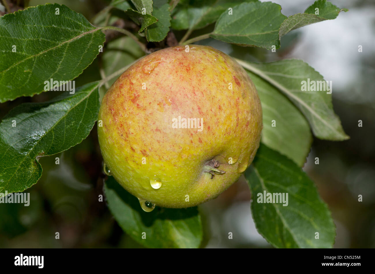 Apple cultivar, Cox's Orange Pippin Stock Photo
