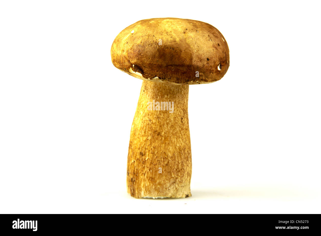 Mushrooms Porcini, Boletus edulis Stock Photo Alamy