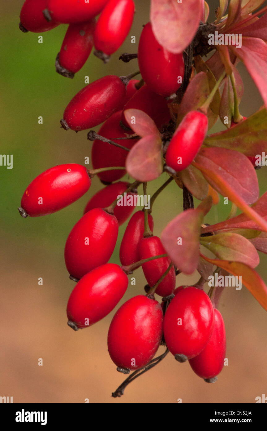 barberry berries Stock Photo