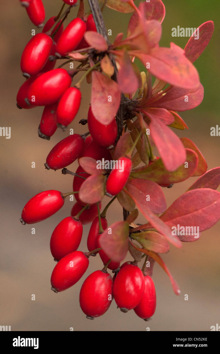 barberry berries Stock Photo